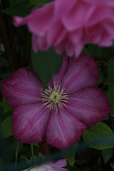Rosa Old Blush Clematis Ville de Lyon