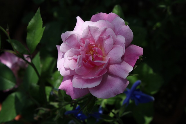 Rosa Old Blush Salvia Nemerosa