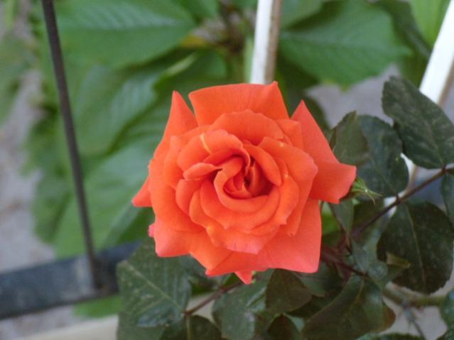 rosa orange passion.