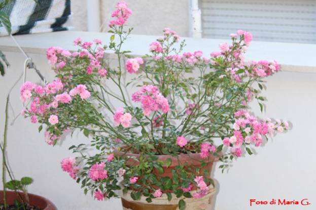 rosa polianta lidl