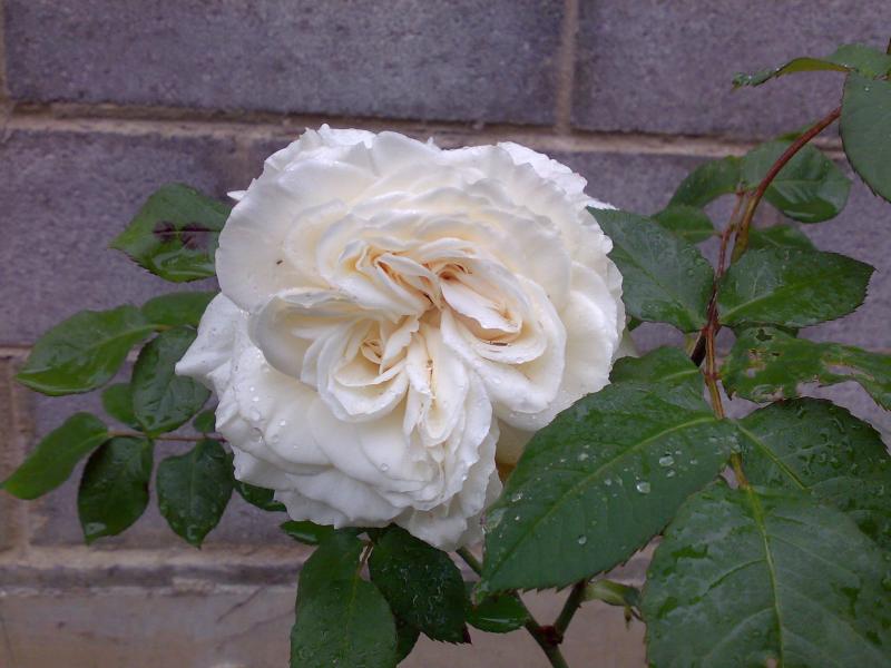 rosa poverella