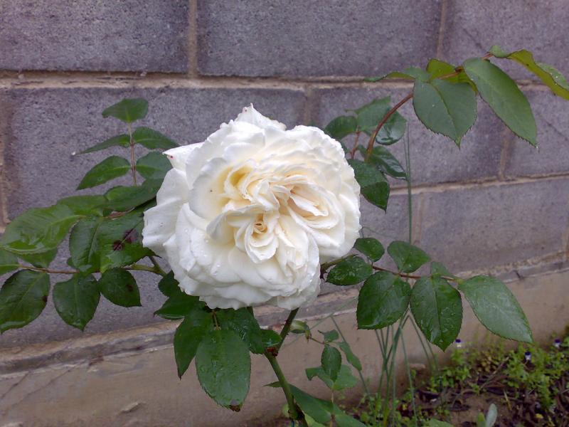 rosa poverina