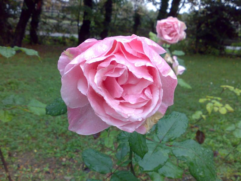 Rosa 'Queen Elizabeth' 2 o Lijiang