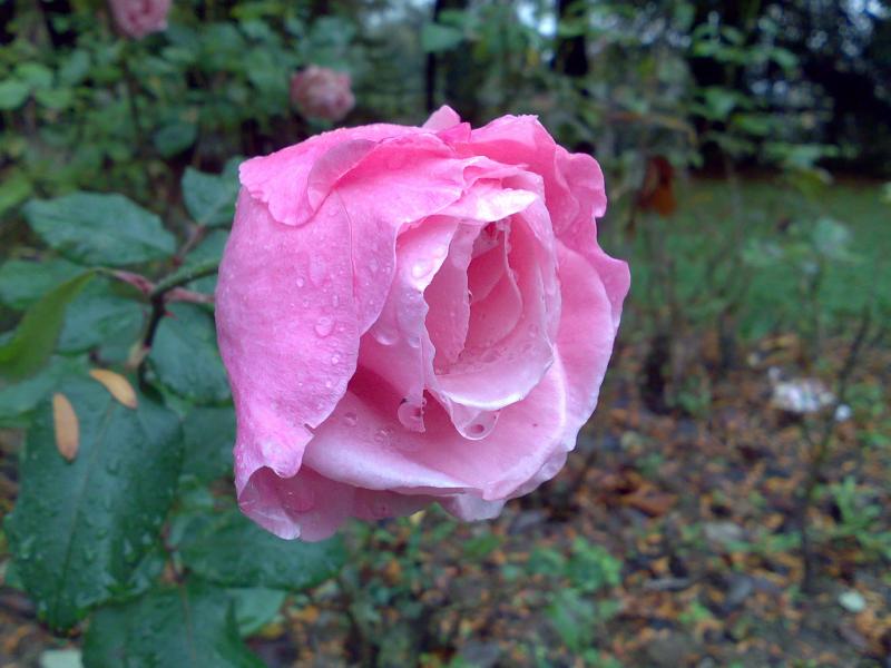 Rosa 'Queen Elizabeth' o Lijiang