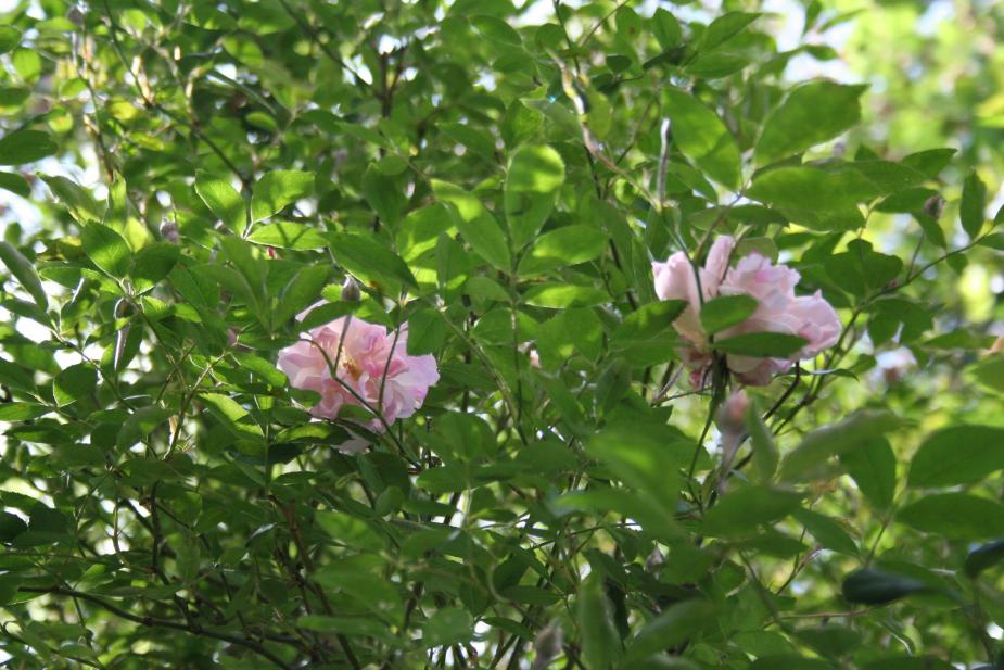 rosa rampicante