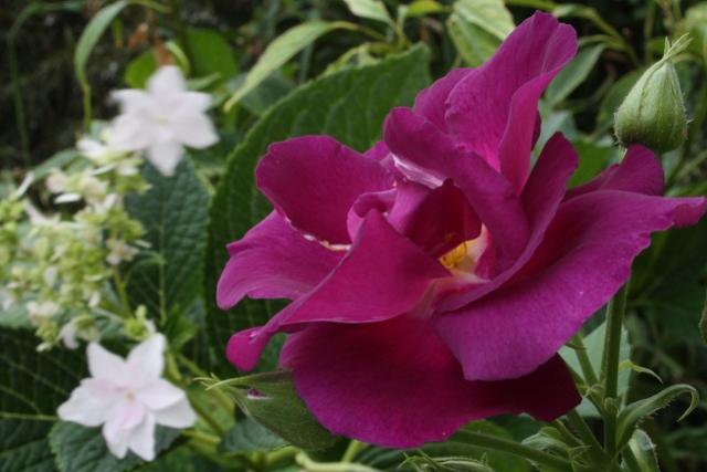 Rosa Rapsody in Blu hidrangea Hanabi