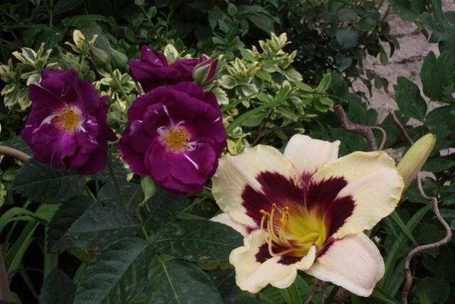 Rosa Rapsody in Blue  H. Wild Horse
