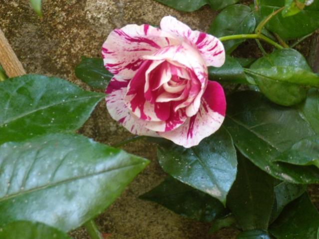 ROSA RINASCIMENTO. ROSA PIU' BELLA, MONZA 1990 ROSA FLORIBUNDA A FIORITURA CONTINUA A PORTAMENTO ARBUSTIVO. FIORI GRANDI A MAZZI BIANCHI STRIATI DI RO