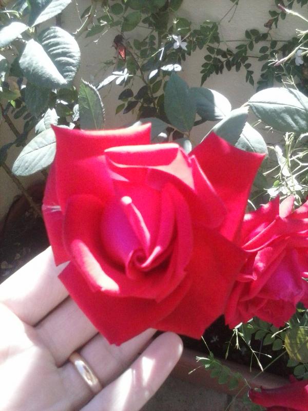 Rosa rossa senza nome