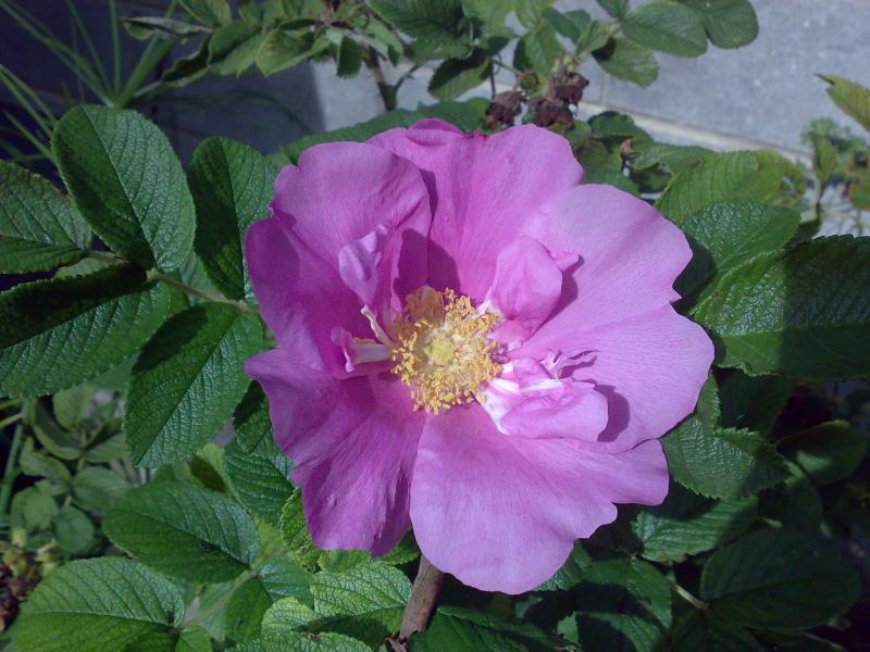 rosa rugos