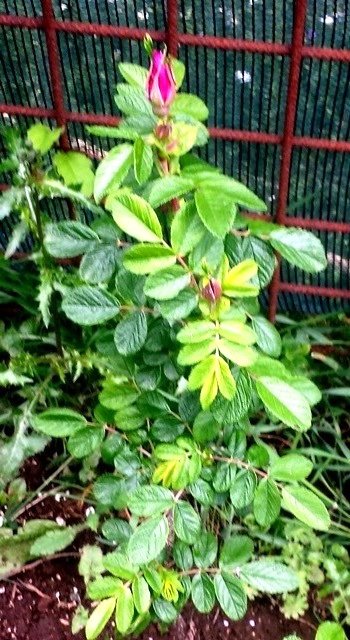 Rosa Rugosa