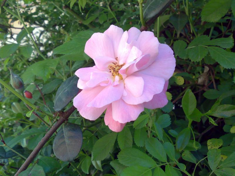 Rosa S Margerita