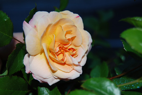 rosa-sedana01.