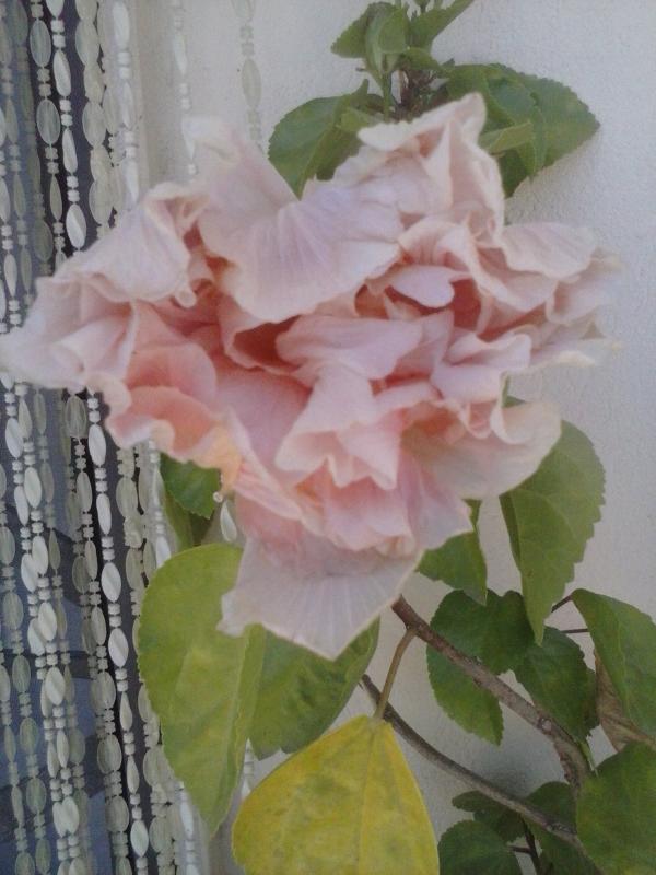 Rosa sinensis fiore doppio colore salmone