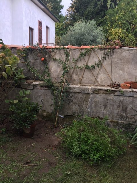 Rosa Tempi Moderni posizionata