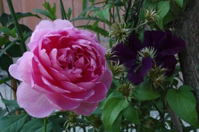 Rosa The Ingeniouse Mr Firchild (2)
