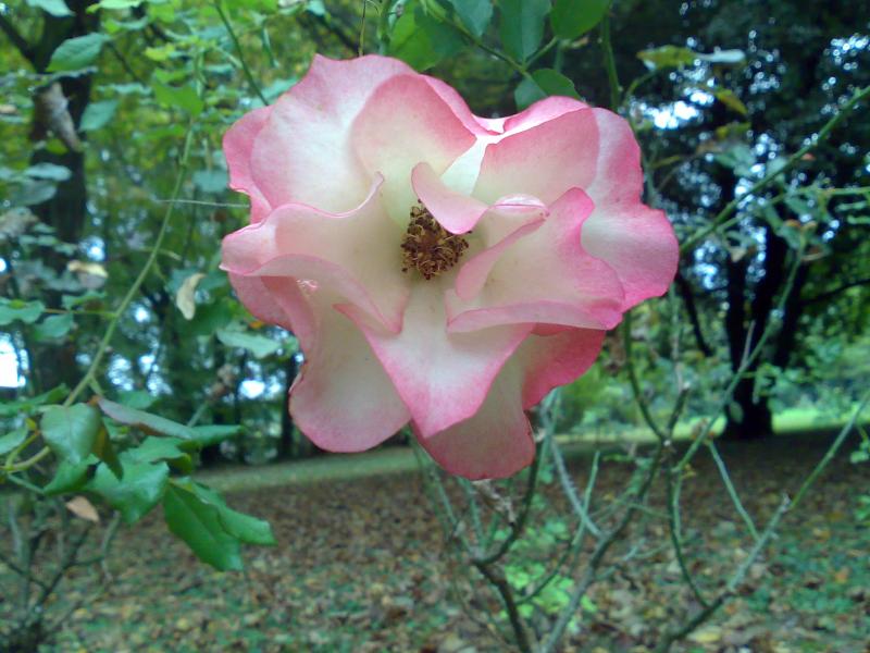 rosa villa manfrin 1