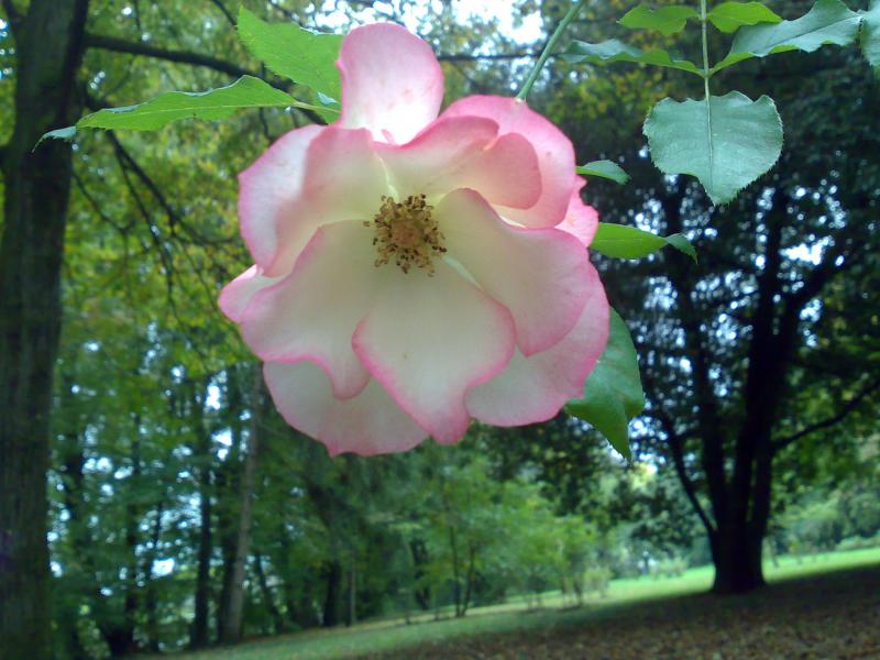 rosa villa manfrin 2
