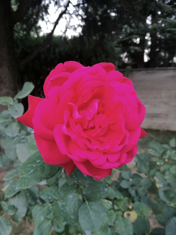 ROSA ZOOM