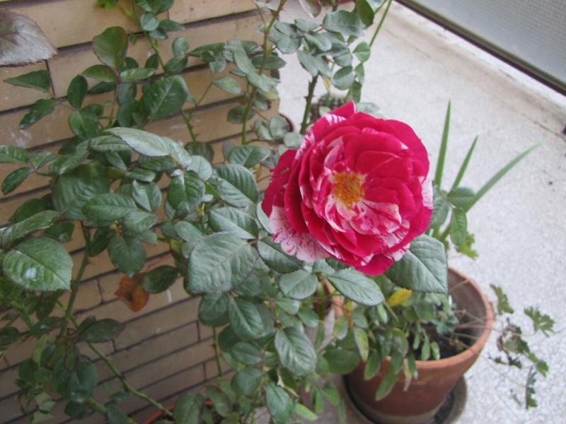 rosa