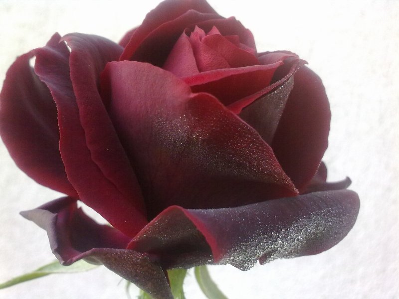 rosabruna2012