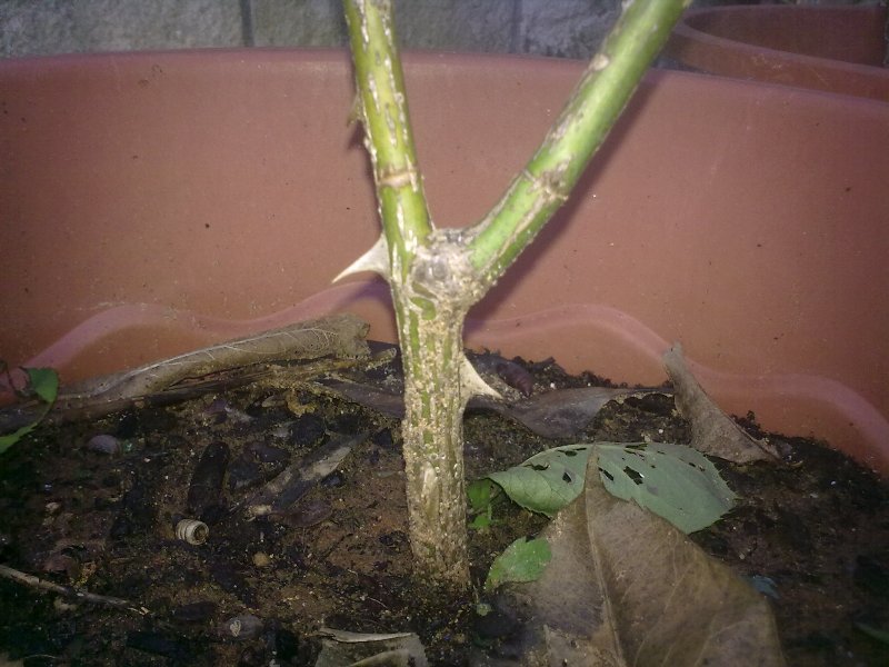 rosaneratalea