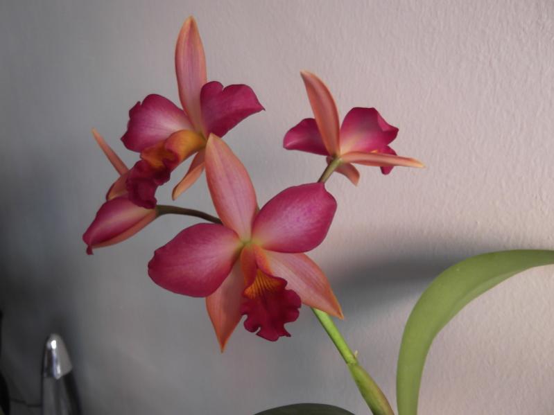 rosaranciorchid2