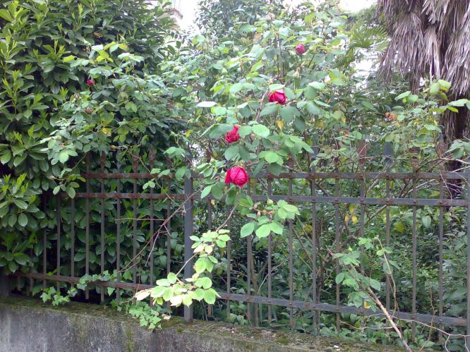 rose a porta calvi