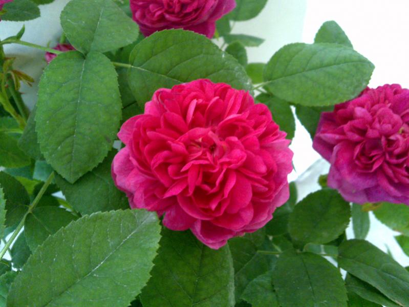 Rose de Rescht