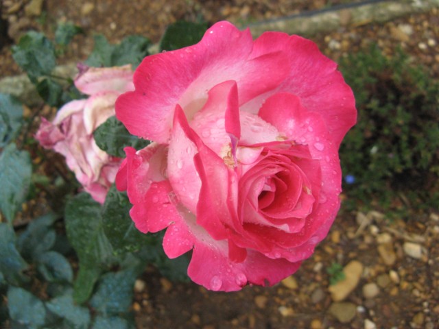 Rose Gaujard 3790