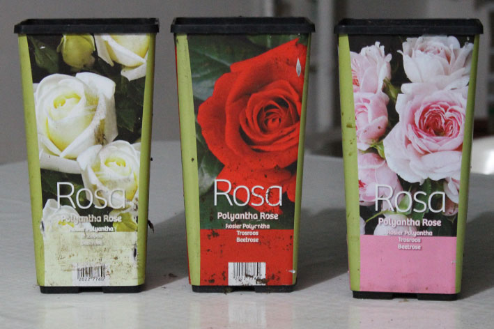 rose polianta lidl - sono roselline di 4 cm di diametro, molto carine ma il colore è fuxia e non rosa.