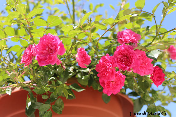 rose polyantha della lidl
identificata come " rosa knirps" - diametro del fiore di 4 cm