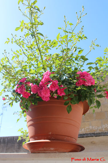 rose polyantha della lidl
identificata come " rosa knirps" - diametro del fiore di 4 cm