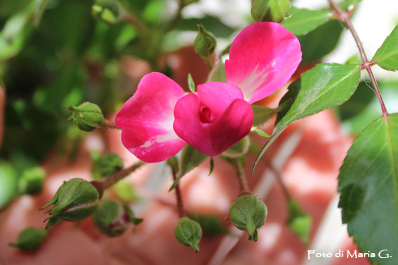 rose polyantha della lidl
identificata come " rosa knirps" - diametro di 4 cm