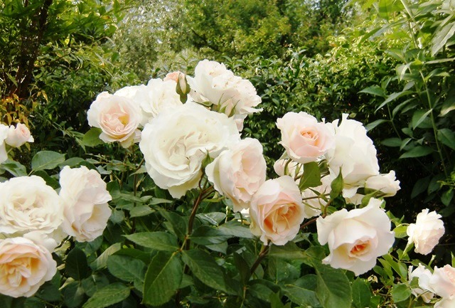 Rose Terry