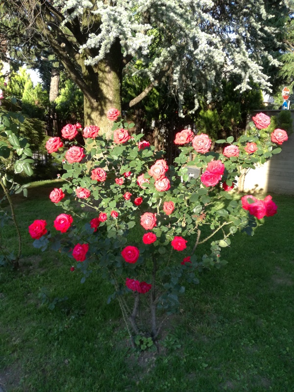 Rose