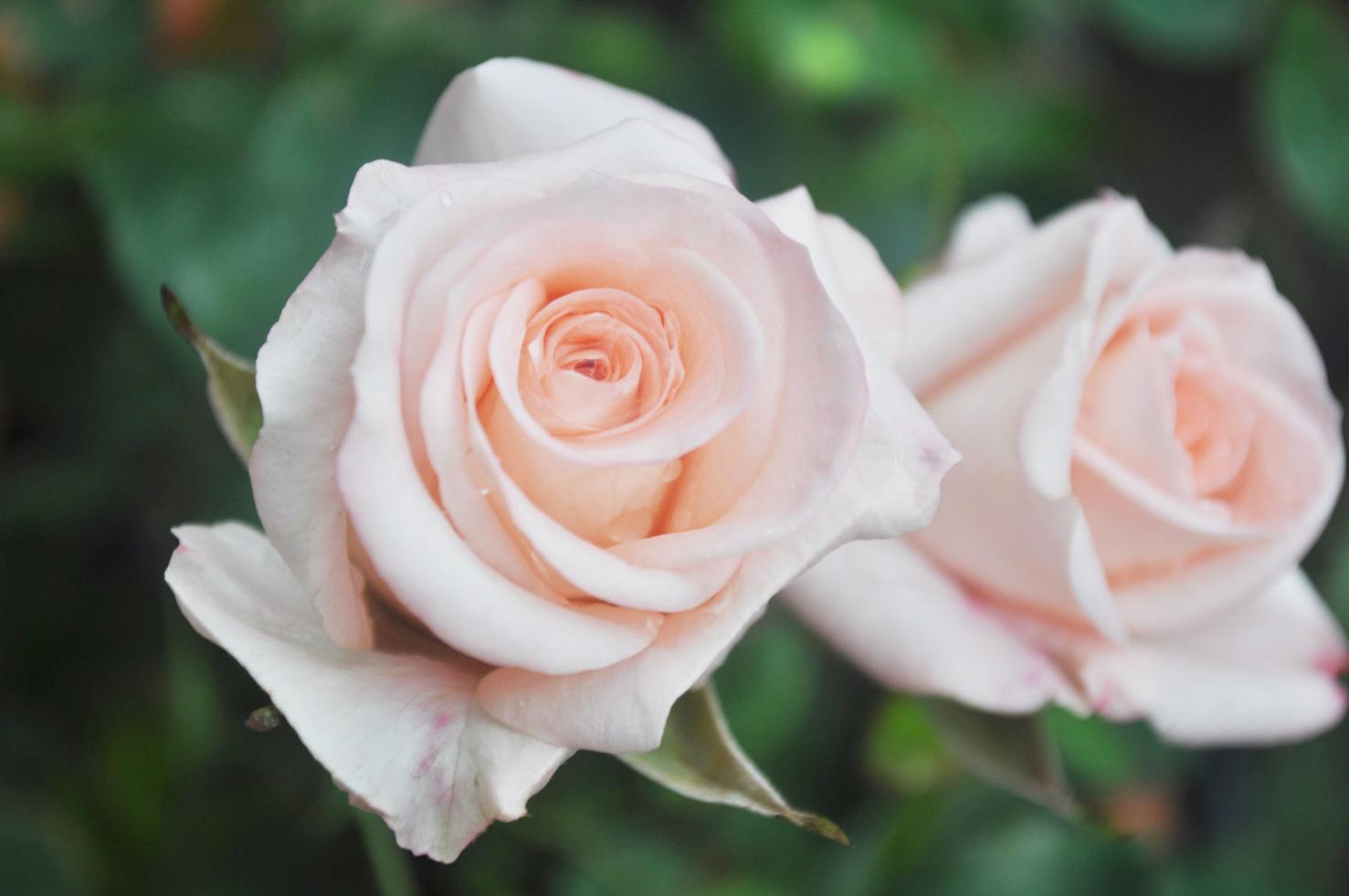 Rosellina senza nome