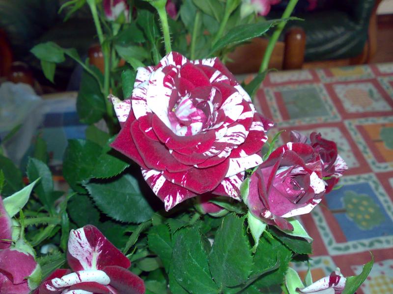 roselline perse 2