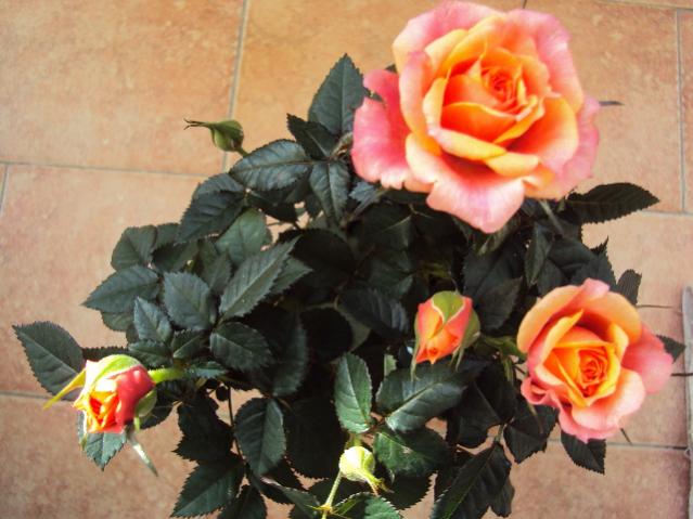 roselline
