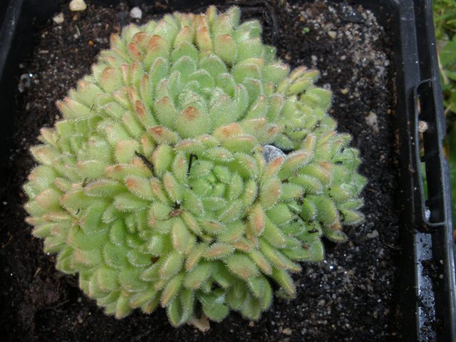 Rosularia Pallida