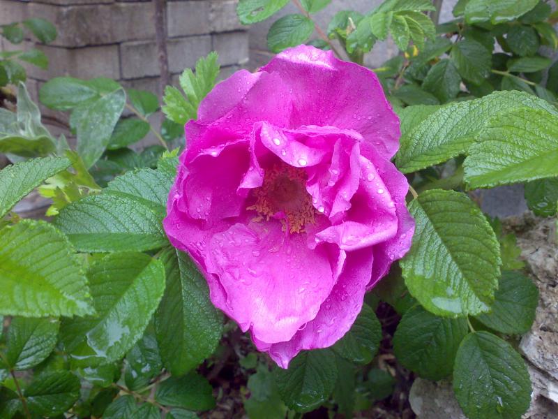 Rugosa rubra