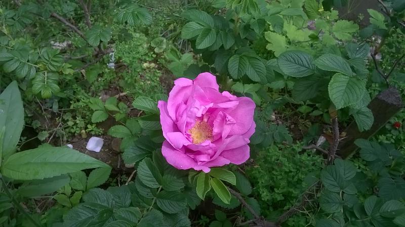 rugosa rubra
