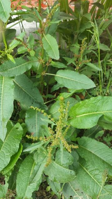 Rumex conglomeratus 2