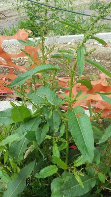 Rumex conglomeratus