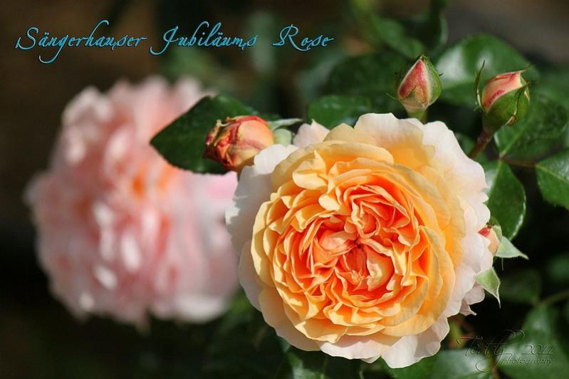 Sängerhauser Jubiläums Rose