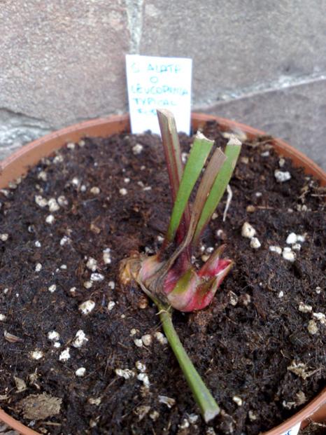 S Alata o Leucophylla typical form