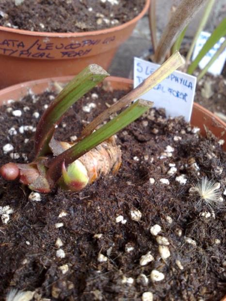 S Leucophylla typical form