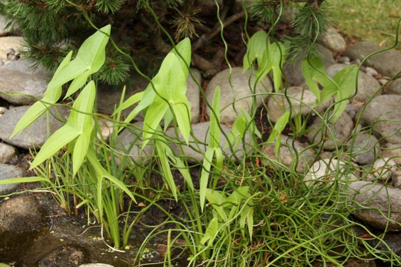 Sagittaria latifolia - Erba saetta