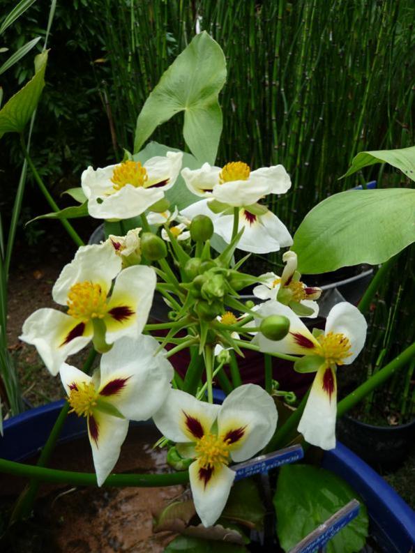 sagittaria montevidensis