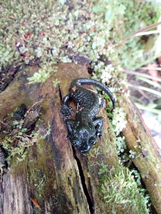 Salamandra atra.jpg